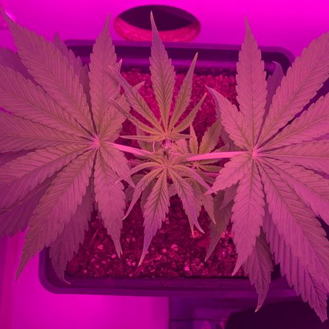 King Klon Top growlog timeline photo