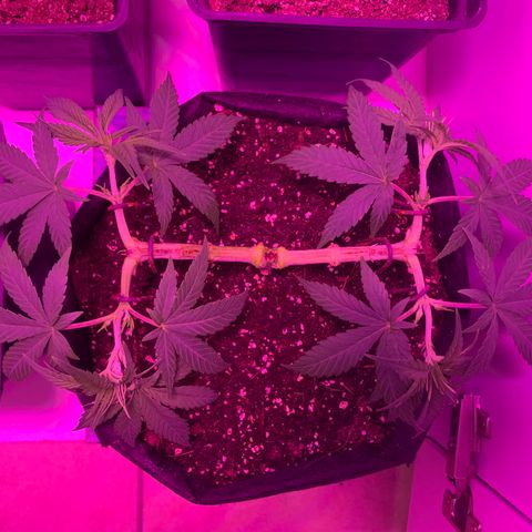 King Kong growlog timeline photo