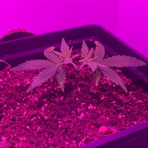 King Klon #2 growlog photo: Las dos ramas principales desarrollando