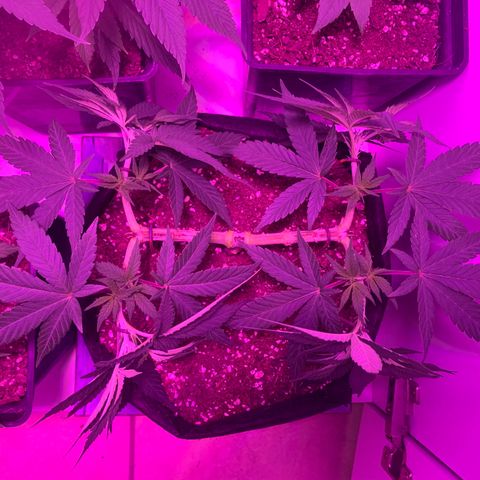 King Kong growlog photo: FIM