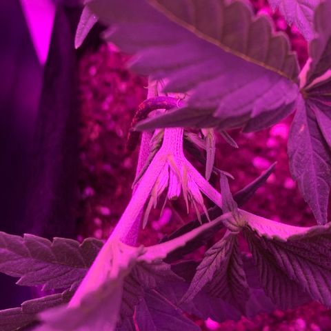 King Kong growlog photo: FIM