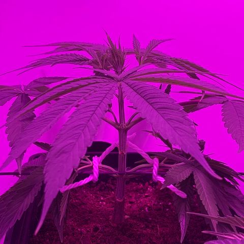 King Klon Top growlog photo: Training en el primer nodo, esperando al segundo.
