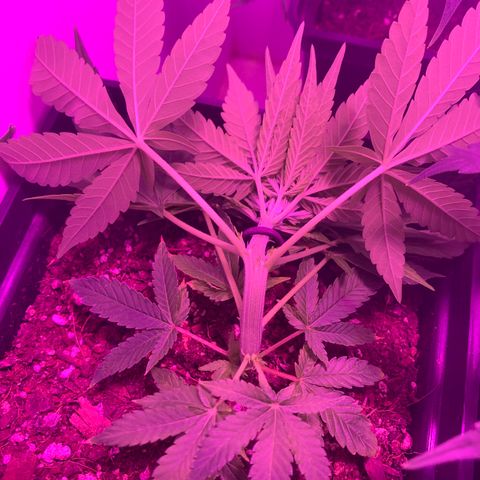 King Klon #1 growlog timeline photo