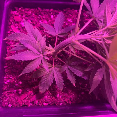 King Klon #1 growlog timeline photo