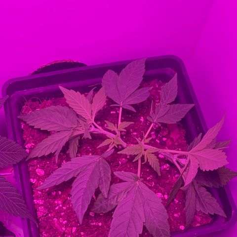 King Klon #2 growlog timeline photo