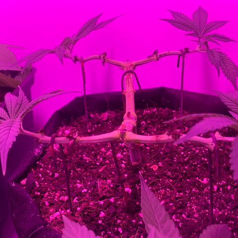 King Kong growlog timeline photo