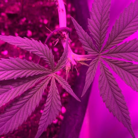 King Kong growlog timeline photo