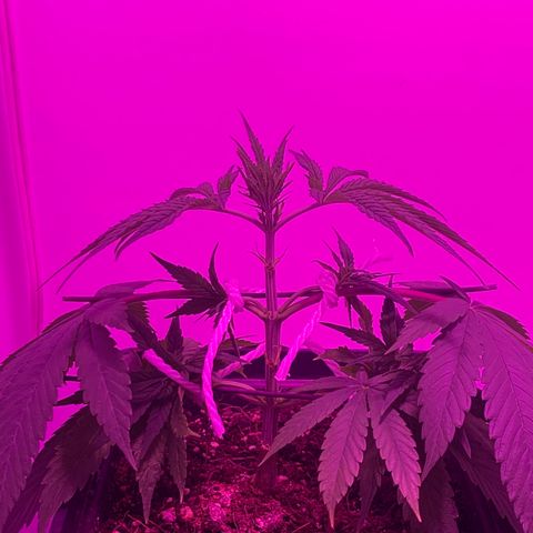 King Klon Top growlog timeline photo