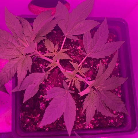King Klon #2 growlog photo: Agregamos las guias para dirigir