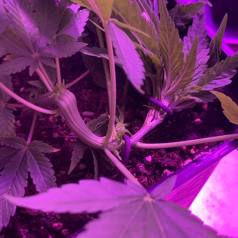King Klon #1 growlog timeline photo