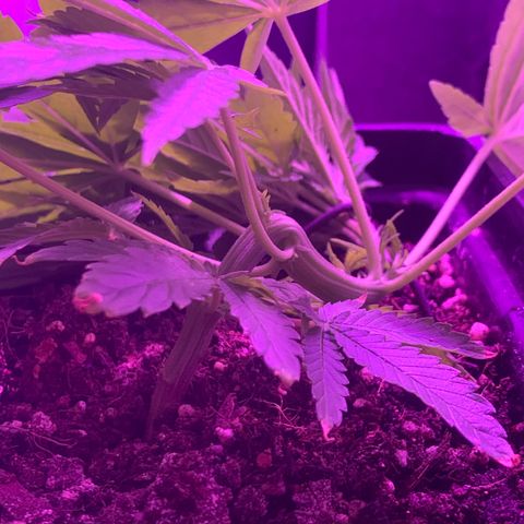 King Klon #1 growlog timeline photo