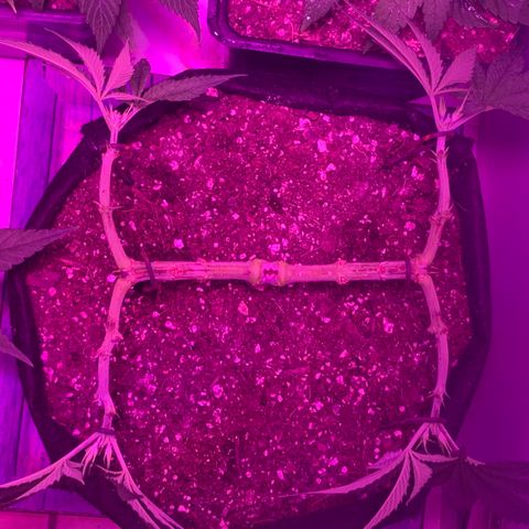 King Kong growlog photo: Rapidisima recuperacion de la poda de ayer, le acomode las guias y las puse bien en la punta de la rama porque estaban yendose para arriba de la recuperacion que tuvieron💪🏼