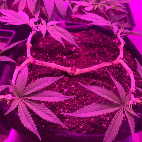 King Kong growlog timeline photo