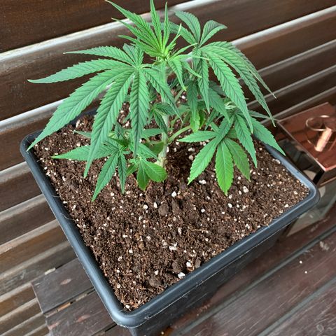 King Klon Top growlog photo: Ya en su nuevo hogarrr