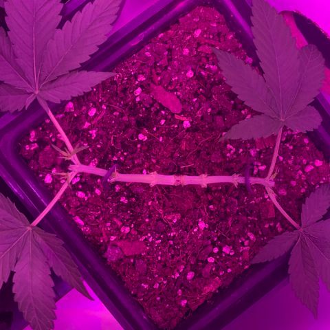 King Klon #2 growlog photo: Segunda fase de mainlining