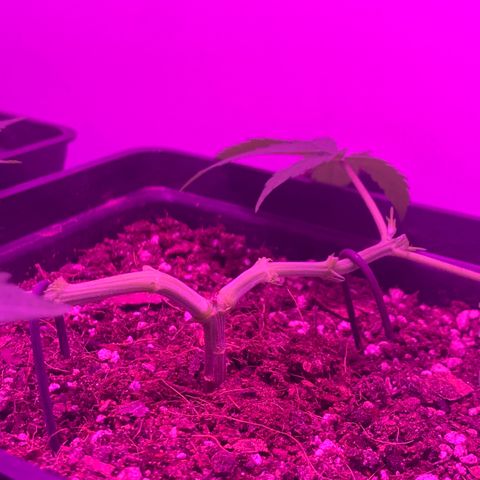 King Klon #2 growlog photo: Segunda fase de mainlining