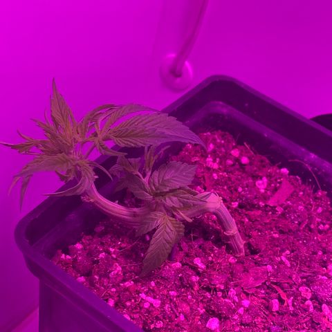 King Klon #1 growlog timeline photo