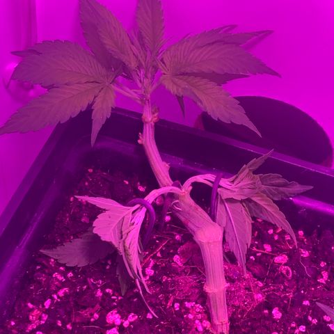 King Klon #1 growlog timeline photo