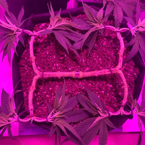 King Kong growlog photo: Todo en orden