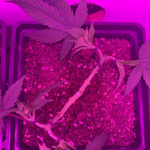 King Klon #2 growlog photo: Todo en orden