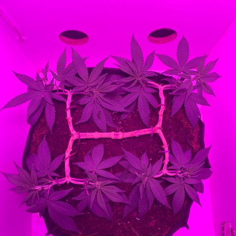 King Kong growlog timeline photo
