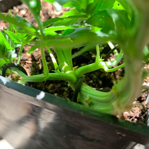 King Klon #1 growlog timeline photo