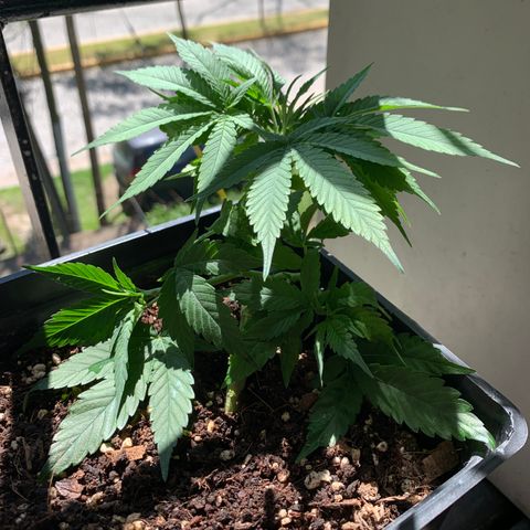 King Klon #1 growlog timeline photo