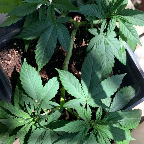 King Klon #2 growlog timeline photo