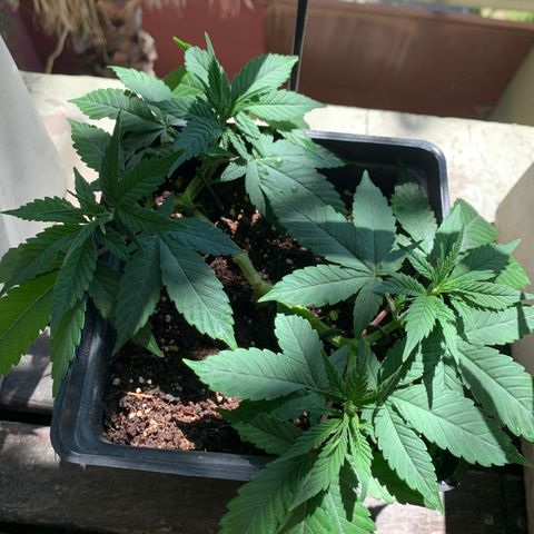 King Klon #2 growlog timeline photo