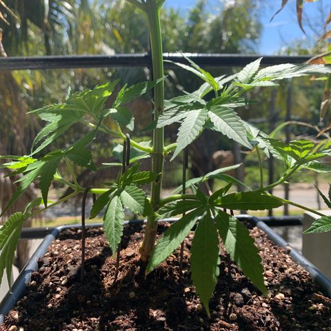 King Klon Top growlog timeline photo