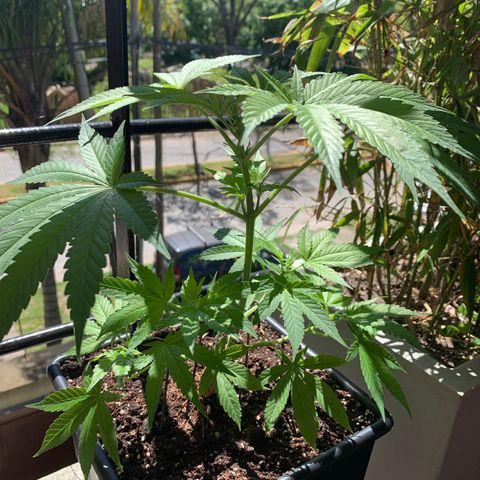 King Klon Top growlog timeline photo