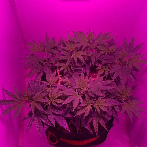 King Kong growlog timeline photo