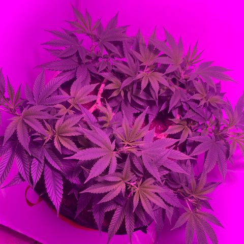 King Kong growlog timeline photo
