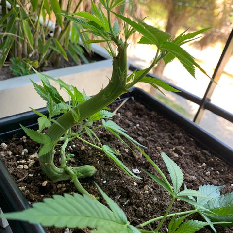 King Klon #1 growlog photo: La planta mas deforme que vi en mi vida