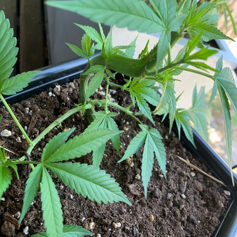 King Klon #1 growlog photo: La planta mas deforme que vi en mi vida