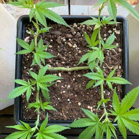 King Klon #2 growlog timeline photo