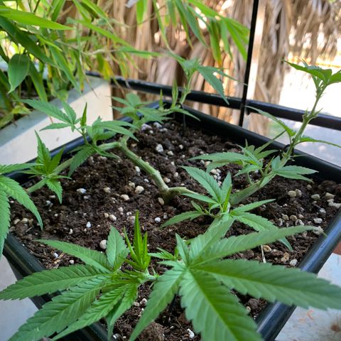 King Klon #2 growlog timeline photo