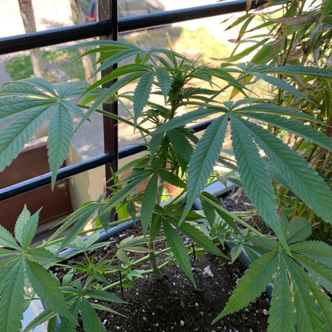 King Klon Top growlog photo: Detesto la forma de una planta sin entrenamiento pero bueno, ya empezamos floracion.