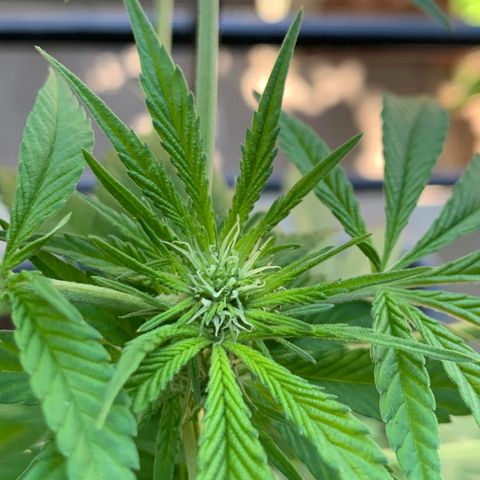 King Klon Top growlog photo: Detesto la forma de una planta sin entrenamiento pero bueno, ya empezamos floracion.