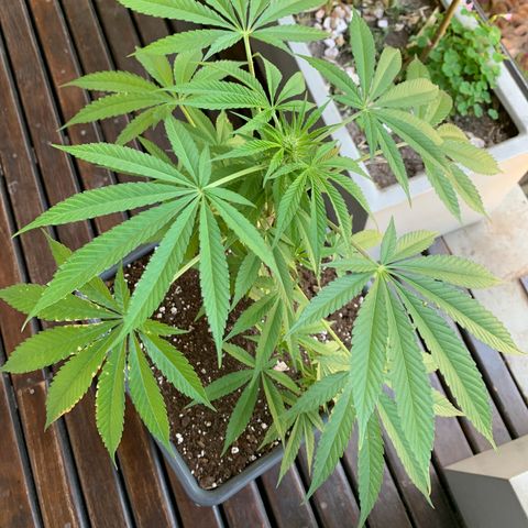 King Klon Top growlog timeline photo