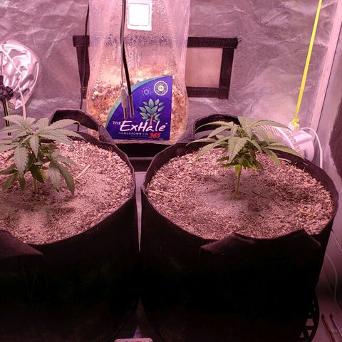 Blueberry muffin  growlog photo: Transplant done 
About to water them