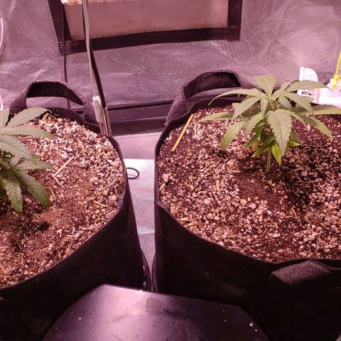 Blueberry muffin  growlog photo: After 16oz water and 1.5 ml fish shit