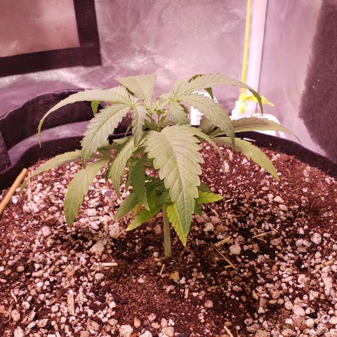 Blueberry muffin  growlog photo: After foliar and water 