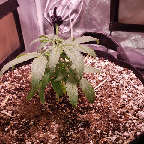 Blueberry muffin  growlog photo: After foliar and water 