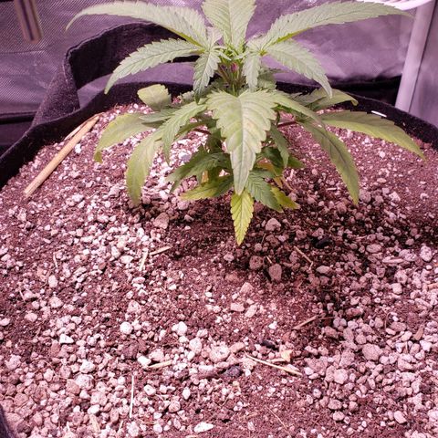 Blueberry muffin  growlog timeline photo