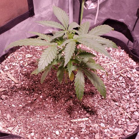 Blueberry muffin  growlog timeline photo