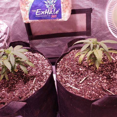 Blueberry muffin  growlog photo: After 32oz water 
Still a lil shocked from transplant 