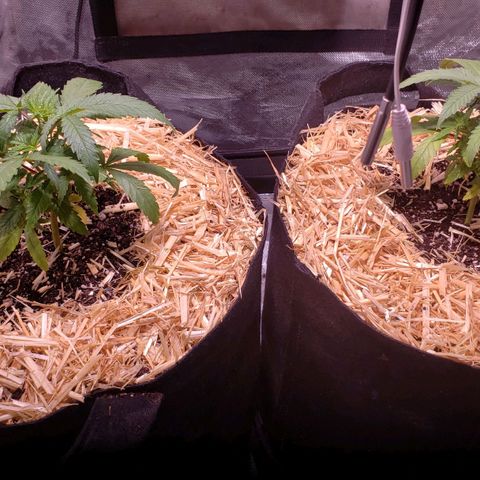 Blueberry muffin  growlog photo: After I added hay and sprayed with serene ph6.3 