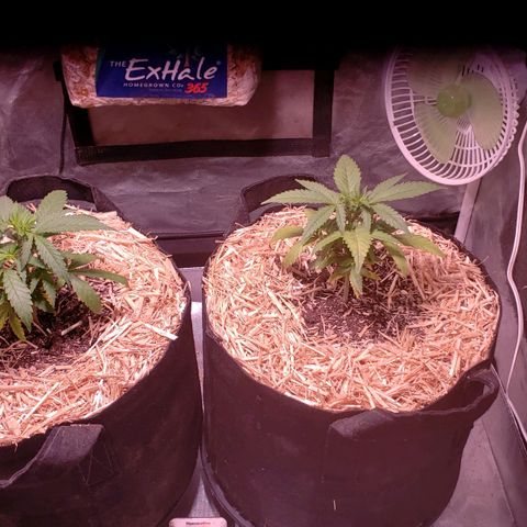 Blueberry muffin  growlog timeline photo