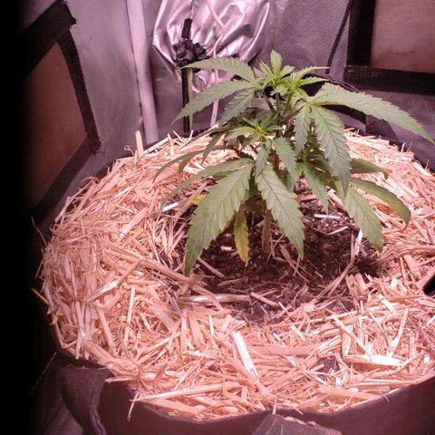 Blueberry muffin  growlog photo: Before adding water and food
